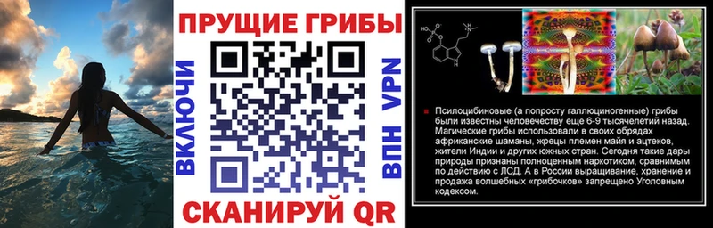 купить наркотики цена  darknet клад  Галлюциногенные грибы Magic Shrooms  Курлово 